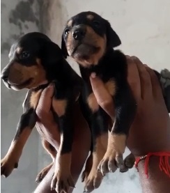 Doberman puppy for sale in Ahmedabad