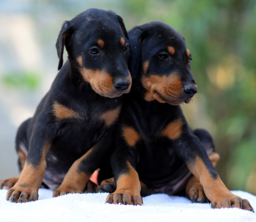 Doberman puppy for sale in Ahmedabad