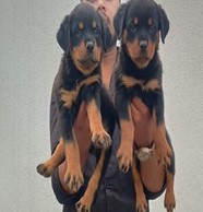 Doberman male puppy for sale in pune