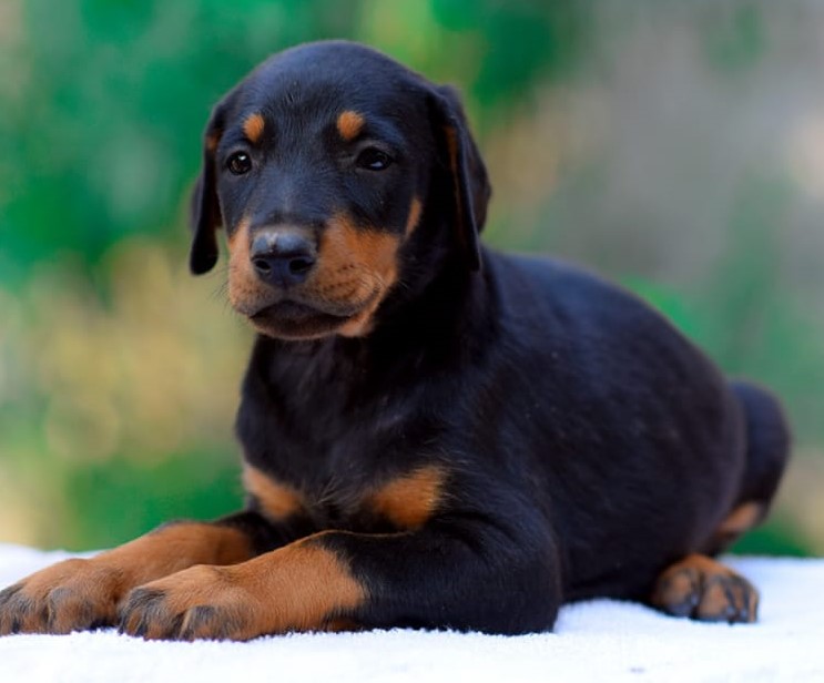 Doberman puppy price in Ahmedabad