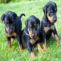 Doberman puppies for sale in pune