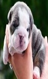 English Bulldog puppy price in Hyderabad