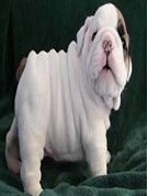 English Bulldog female puppy price in Hyderabad