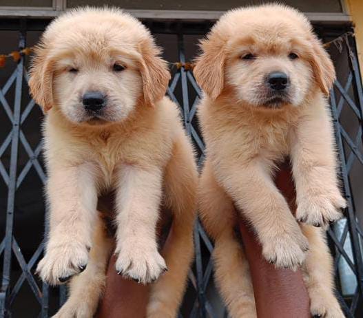 Golden Retriever puppies price in Ahmedabad