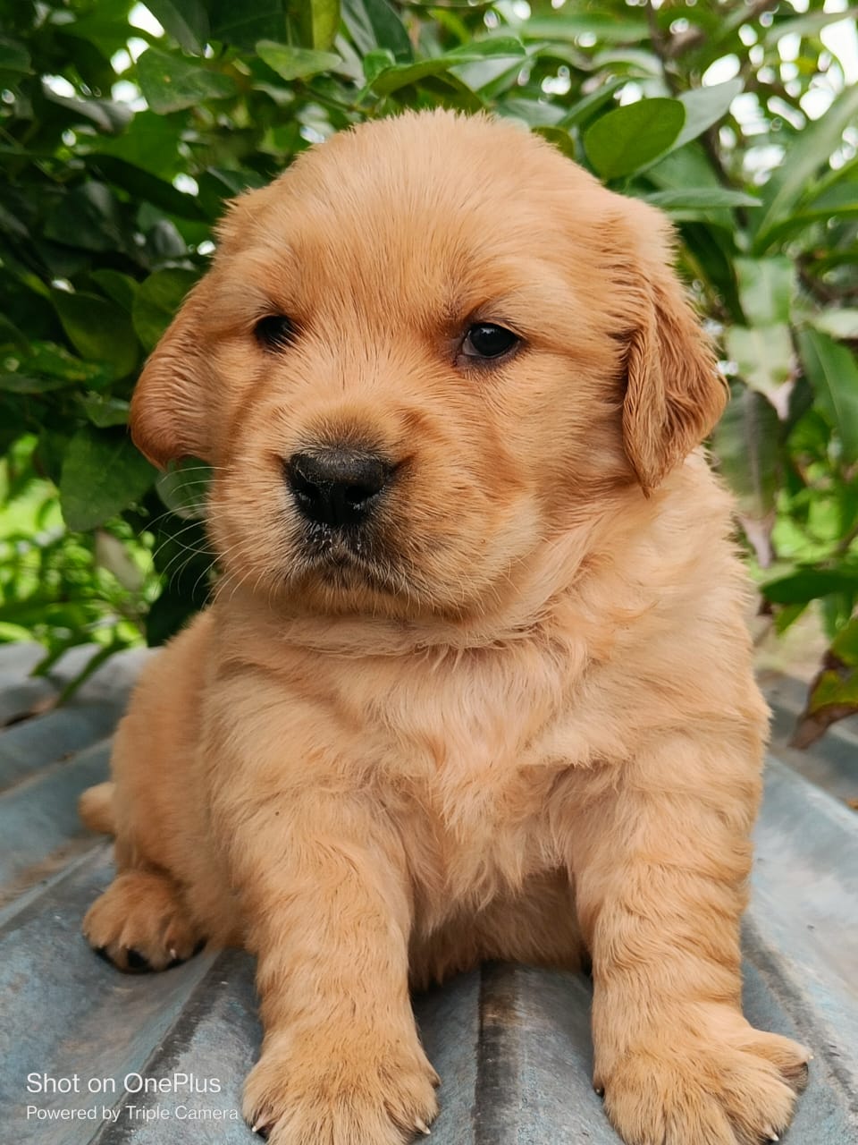 Golden Retriever puppy price in Ahmedabad