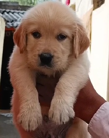 Golden Retriever female price in Ahmedabad