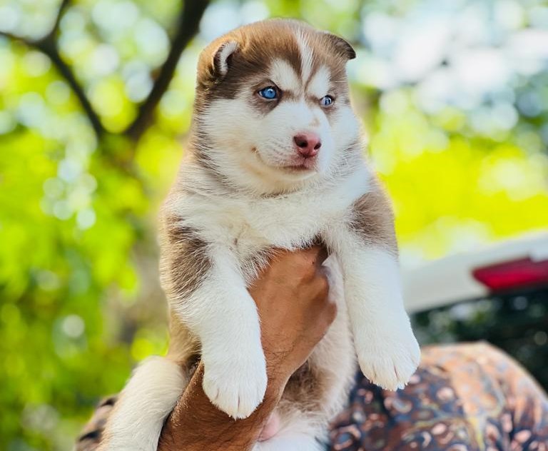 Siberian Husky puppy price in Hyderabad