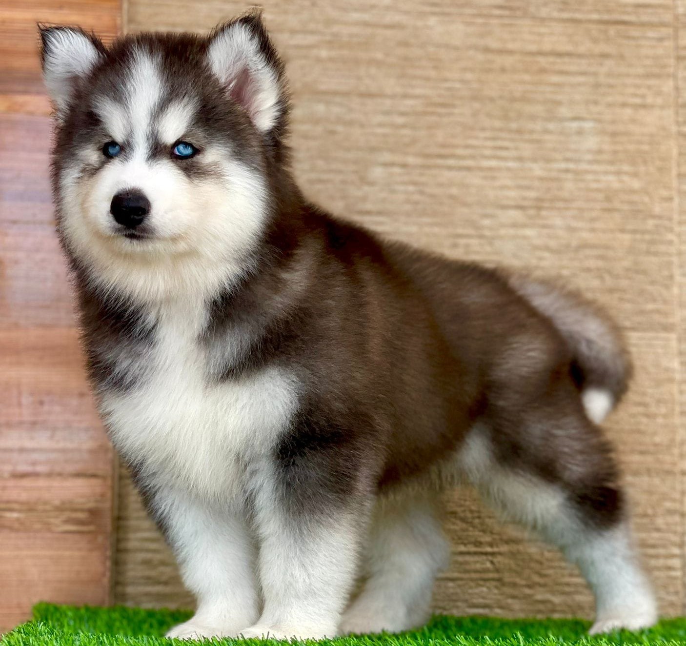 Siberian Husky puppy for sale in Hyderabad