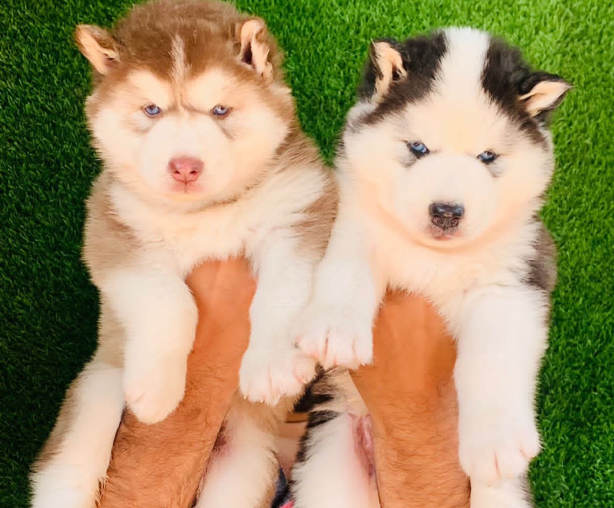 Siberian Huskies twin for sale in Hyderabad