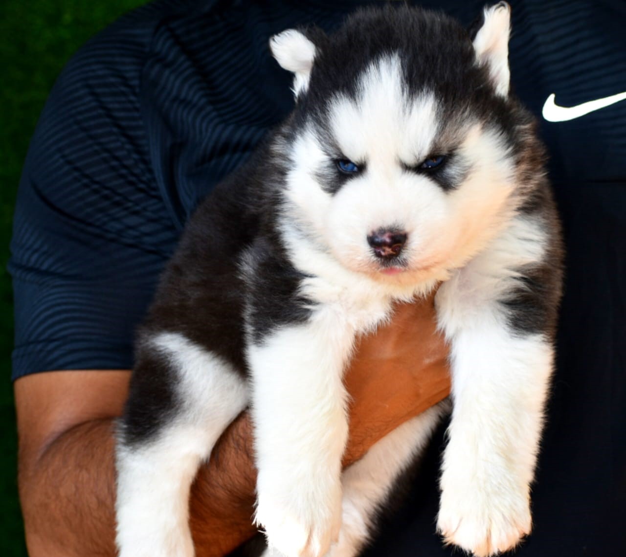 Siberian Husky female puppy price in Hyderabad