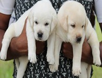 Labrador dog breeders in Bangalore