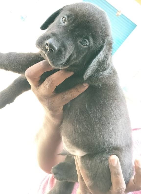 Labrador Retriever dog kennel in Kolkata