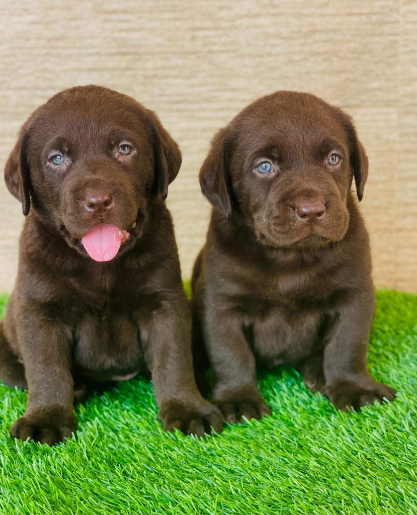 Labrador Retriever puppies price in Vizag