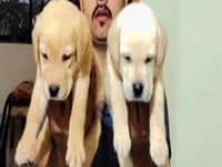 Labrador puppies for sale in Pune