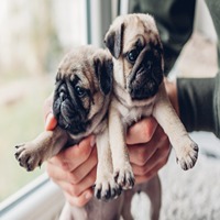 Pug puppy price in Bangalore