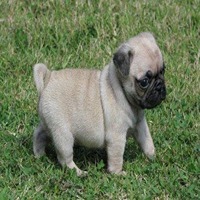 Pug dog breeders in Bangalore