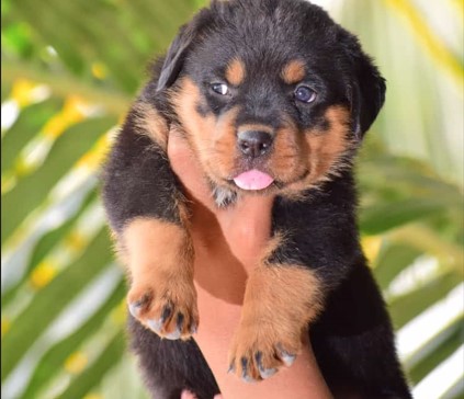 Smart Rottweiler Puppies Available For Sale