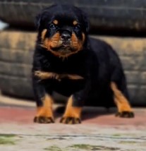 Healthy Rottweiler Puppies Available For Sale In Ahmedabad 