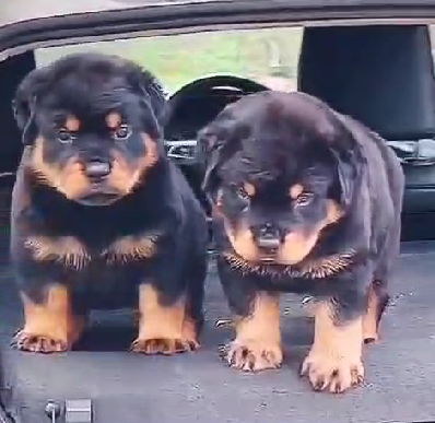 Calm And Confident Rottweiler Puppies Available For Sale In Ahmedabad 