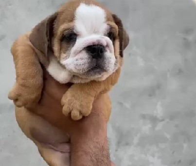 English bulldog puppies for sale online in bangalore