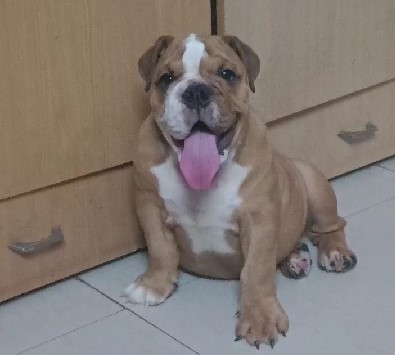 Buy english bulldog puppies in bangalore