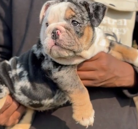 English bulldog price in bangalore