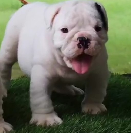 English bulldog male puppies for sale in bangalore