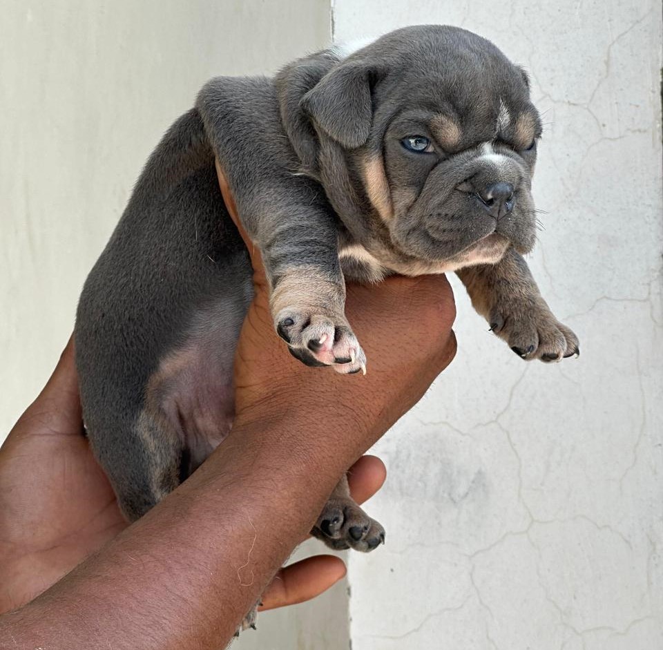 Champion lineage english bulldog price in bangalore