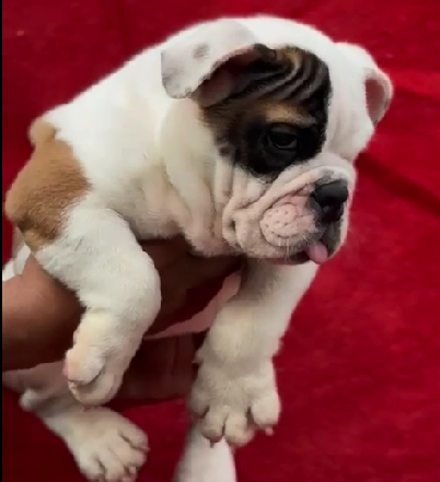 English bulldog for sale in Jaipur