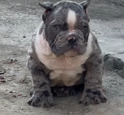 English bulldog breeder in Jaipur