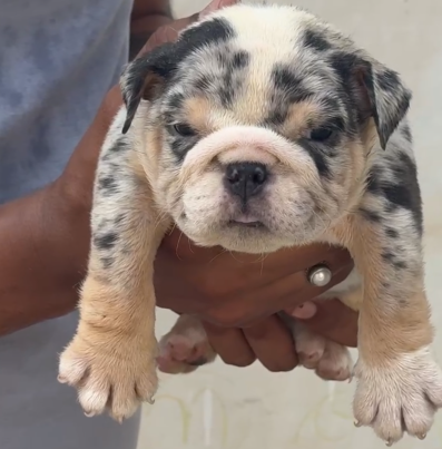 English bulldog dog price in Delhi