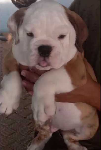 English bulldog male puppy price in Delhi