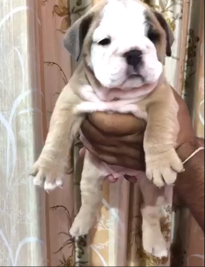 English bulldog pet store in Delhi