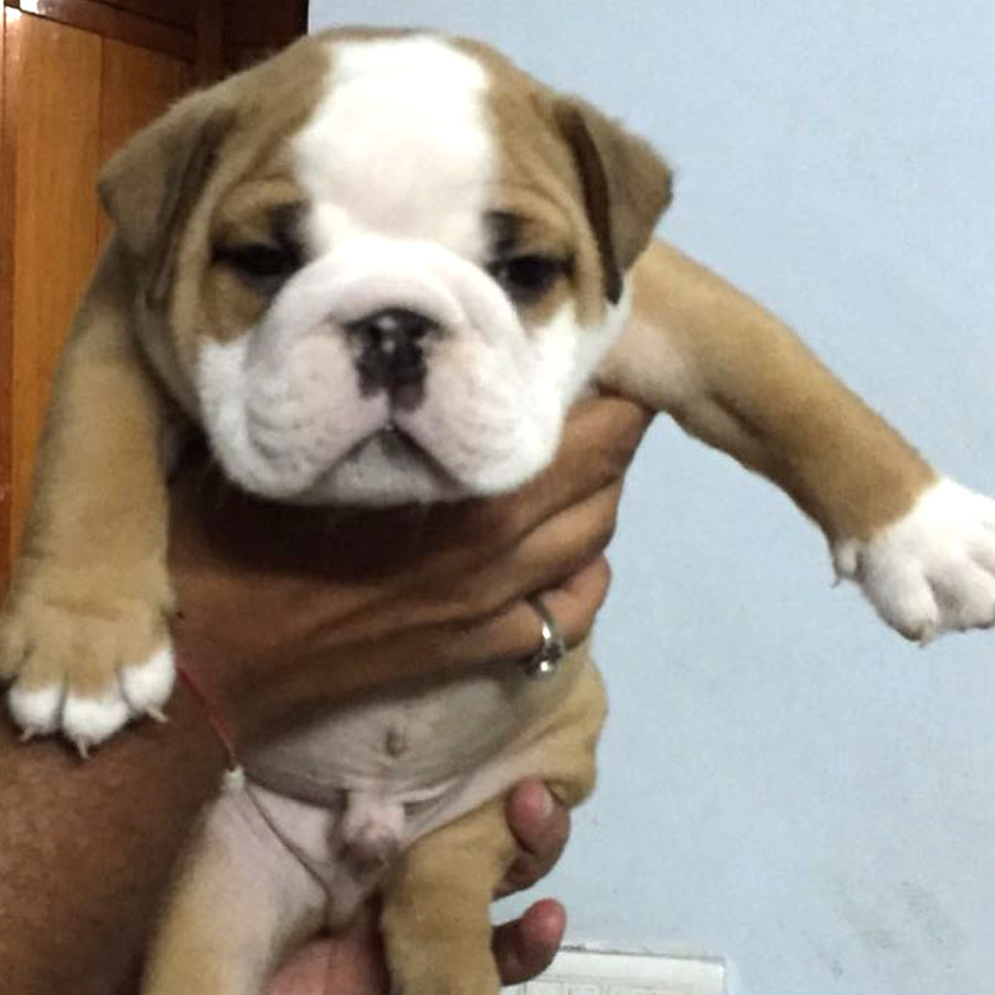 English bulldog for sale in Delhi