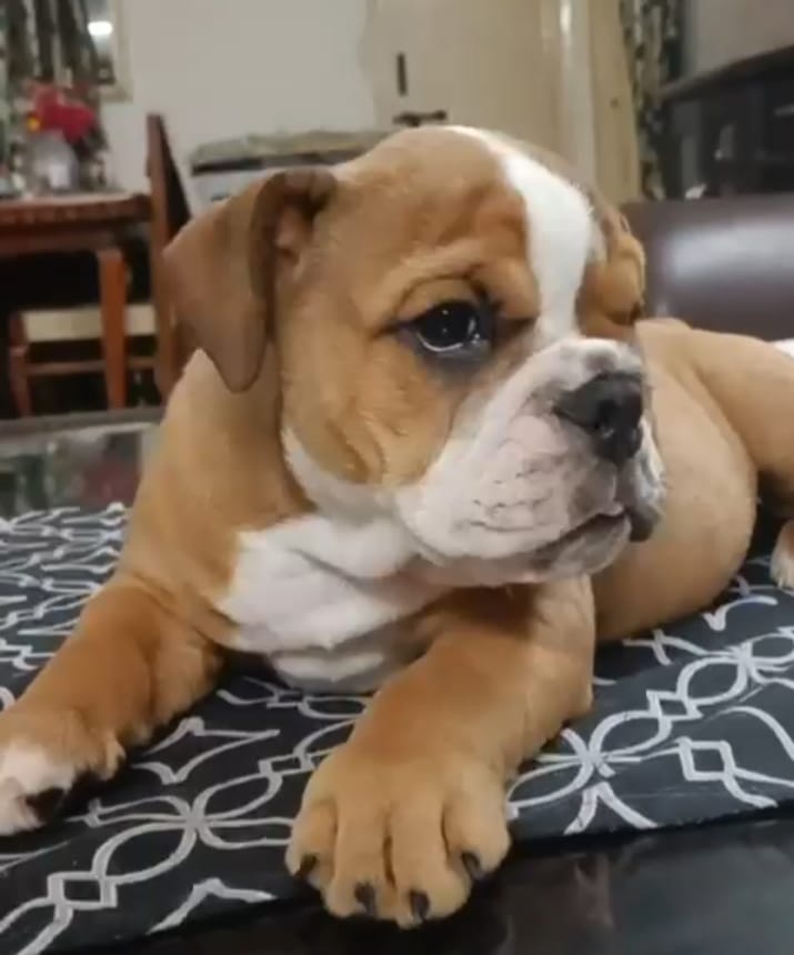 English bulldog price in Jaipur