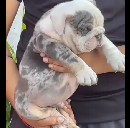 English bulldog male puppy price in Jaipur