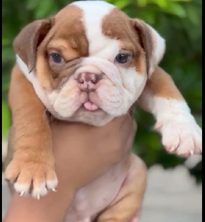 English bulldog price in India