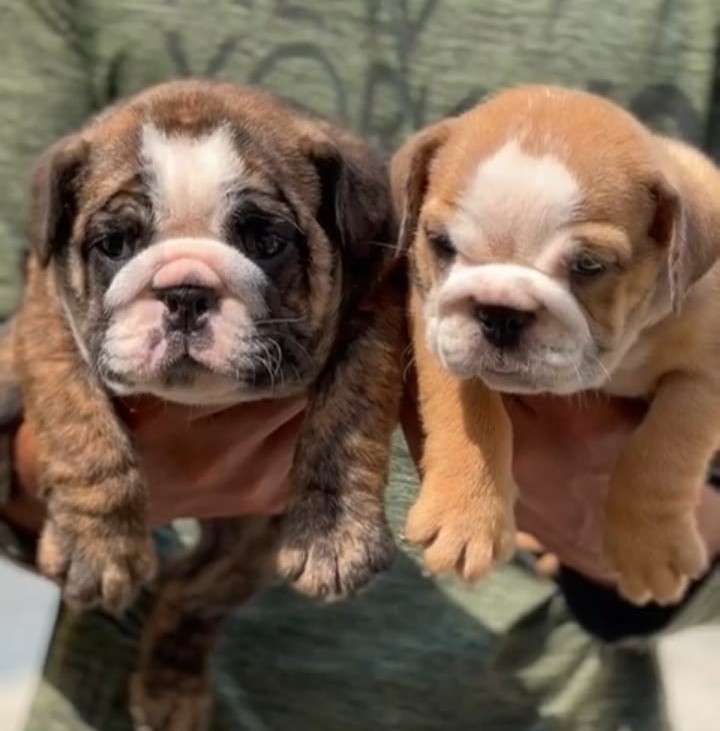 English Bulldog puppies for sale in Chennai