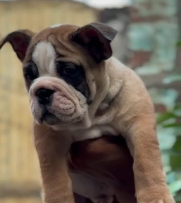  English Bulldog dog price in Chennai