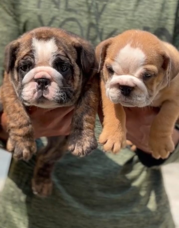 English bulldog puppies for sale in India