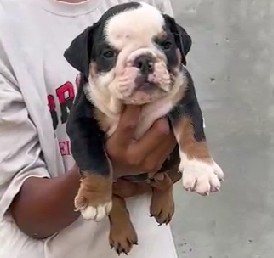 Englsih bulldog breeder in kolkata