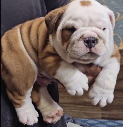 Buy english bulldog puppies in india