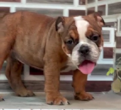 English bulldog kennel in kolkata