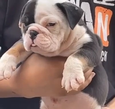 KCI registered english bulldog puppies for sale in kolkata