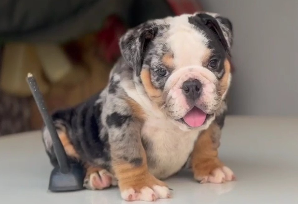 Pure bred english bulldog puppy price in kolkata