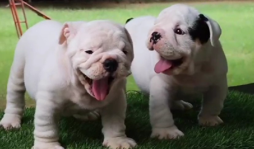 English bulldog price in kolkata