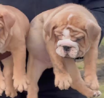 Buy english bulldog puppies in mumbai