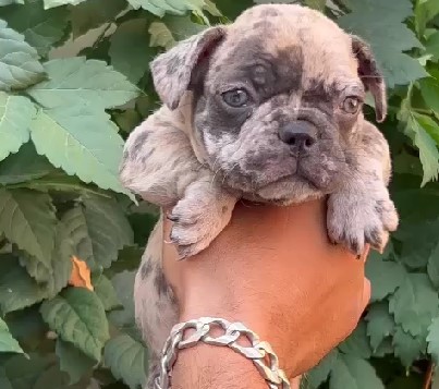 Pure bred english bulldog puppies price in mumbai