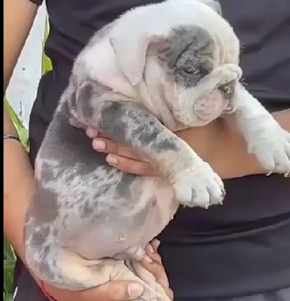 English bulldog puppies for sale onlinje in mumbai