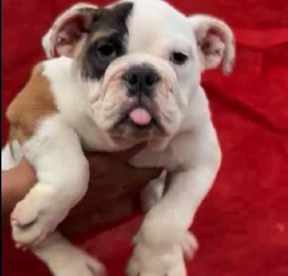 English Bulldog breeder in mumbai